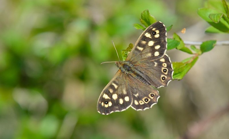 Speckled Wood