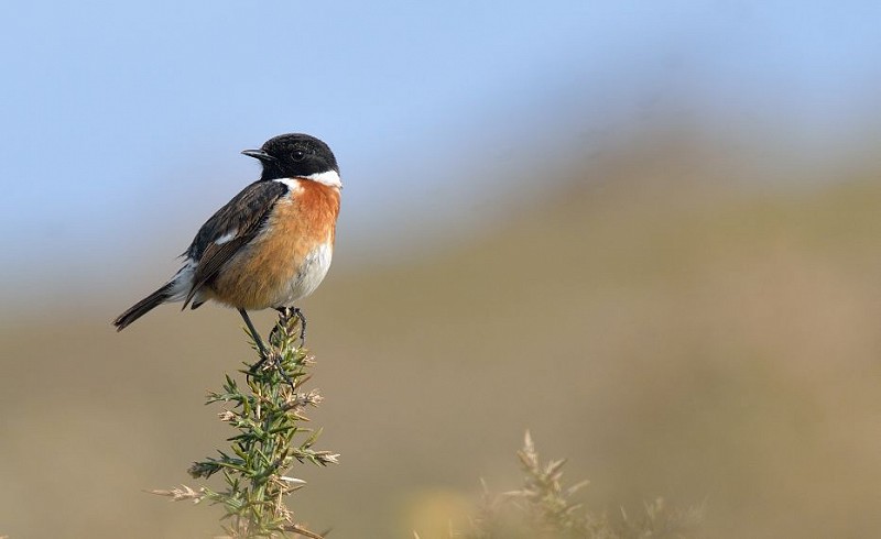 Stonechat