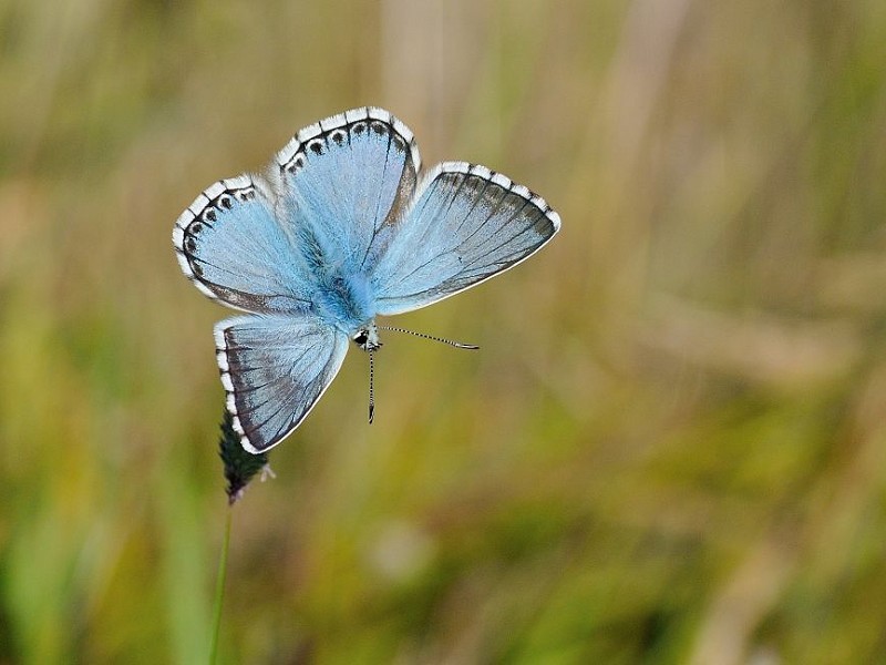 Golf courses fore wildlife