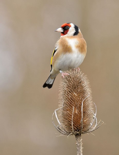 Could you be a Sussex Wildlife Trust Trustee?