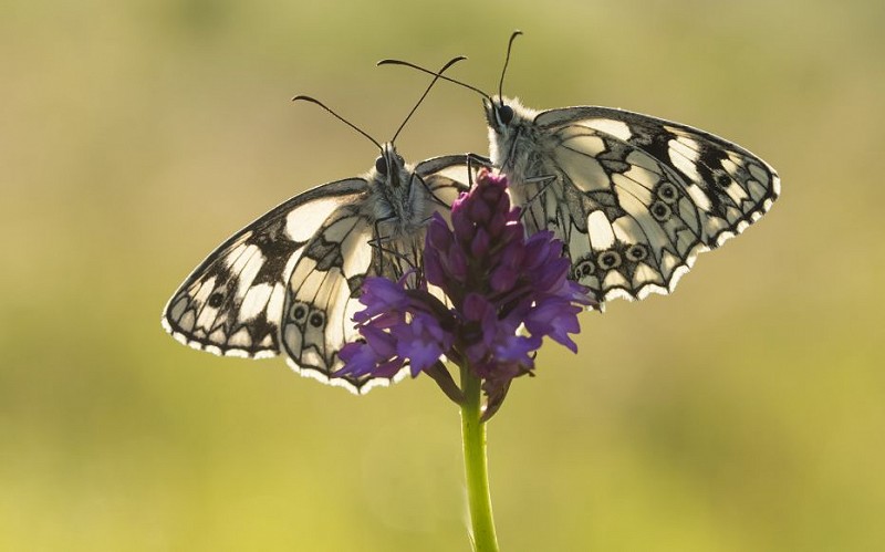 Remember Sussex wildlife in your will