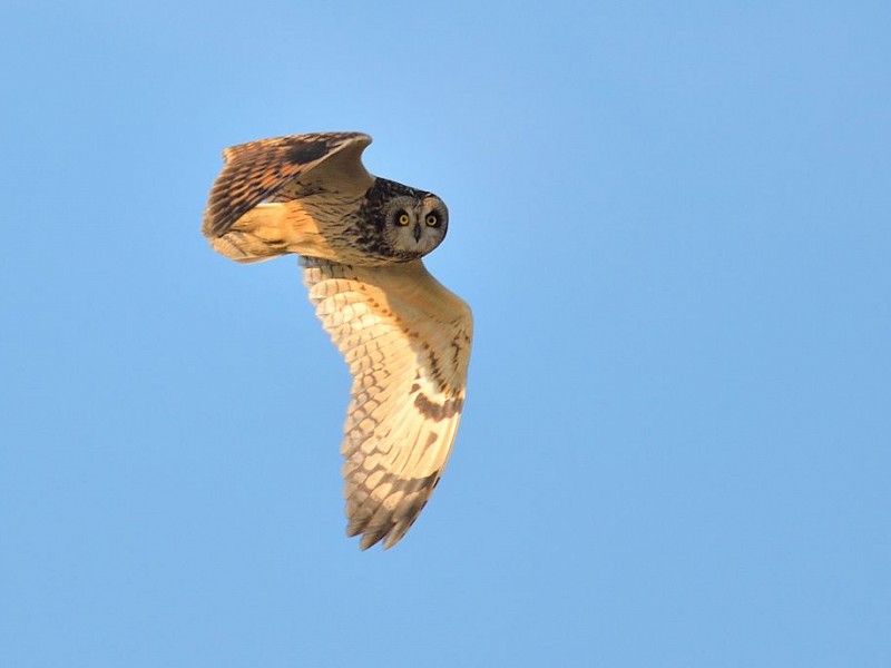 Short-eared owls
