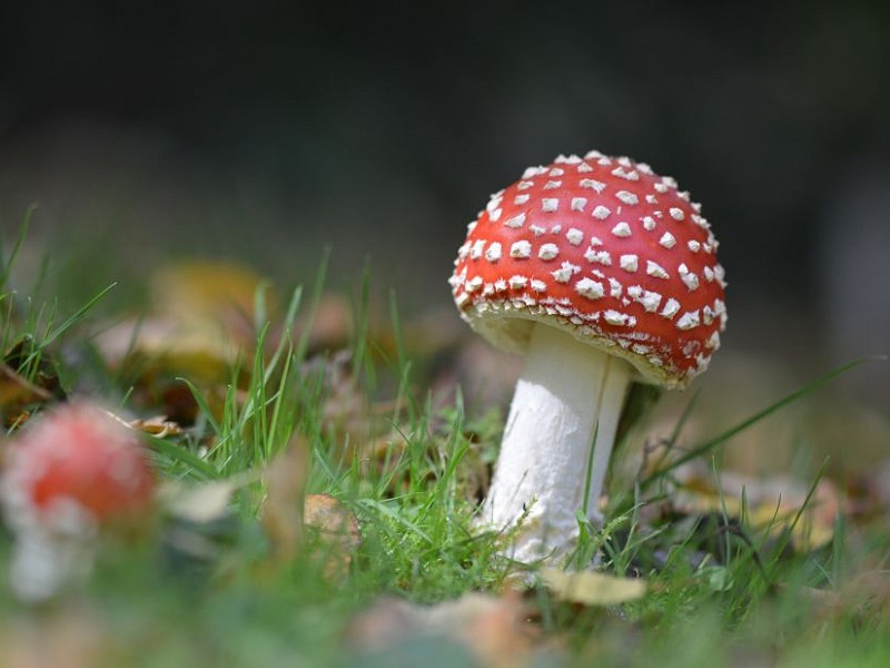 Wildlife Walks, Talks and Courses in October 2019