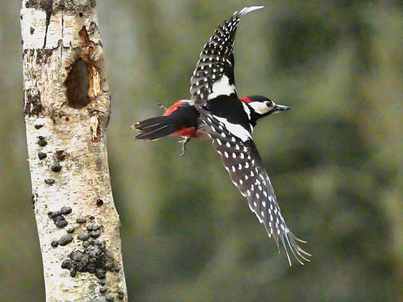 Wildlife Walks, Talks and Courses in February 2020