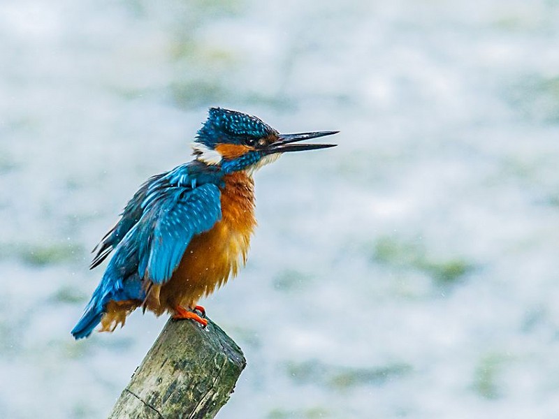 Celebrating wetlands - where land meets water