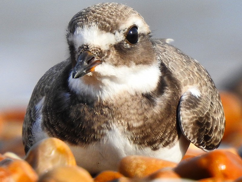 A hot but good day at Rye Harbour Nature Reserve