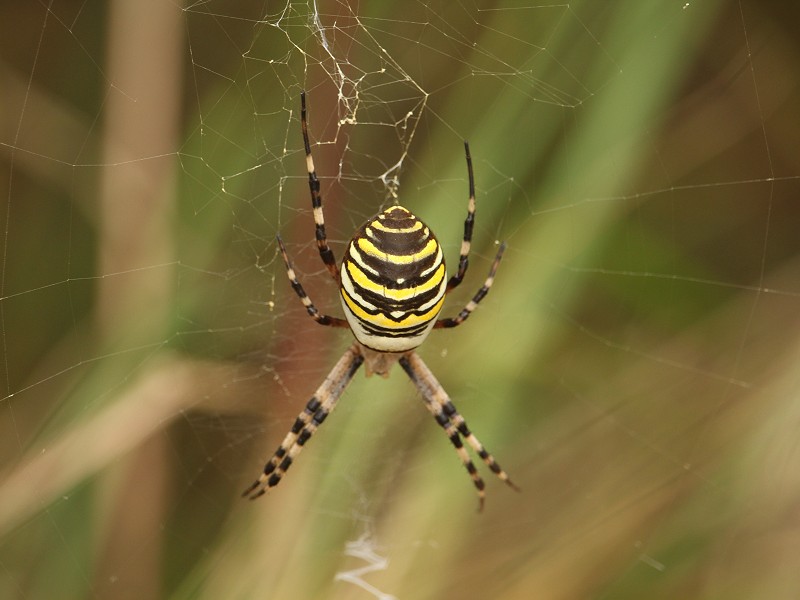 Wasp Spiders