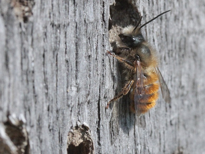 Make A Bee Hotel