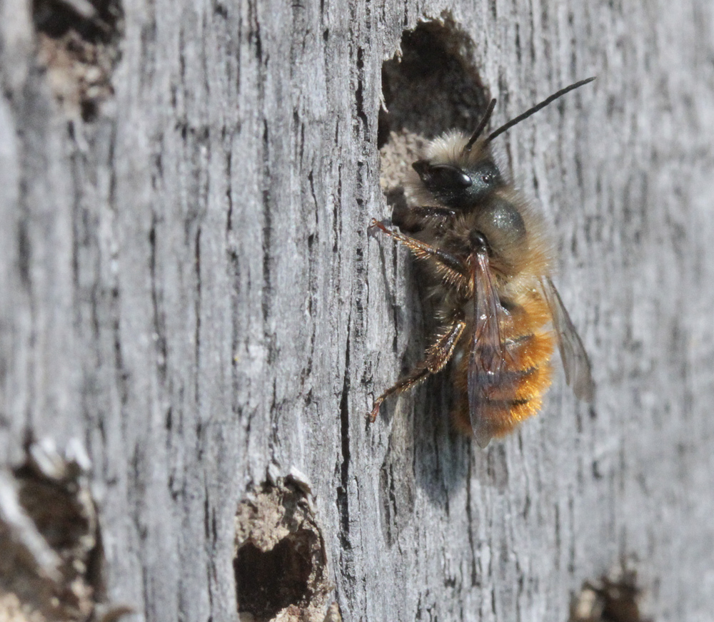 Make A Bee Hotel