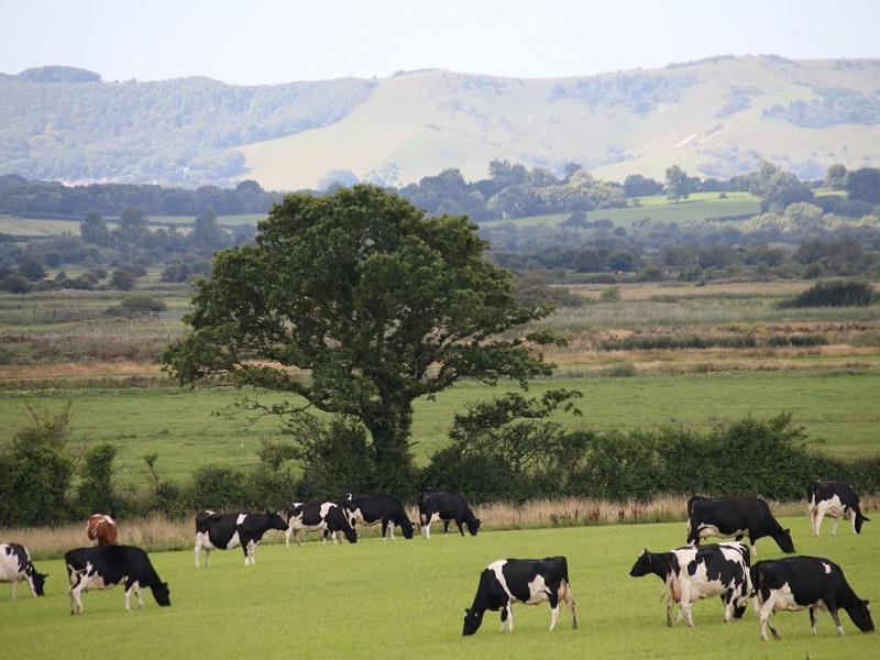 Late summer on an organic farm