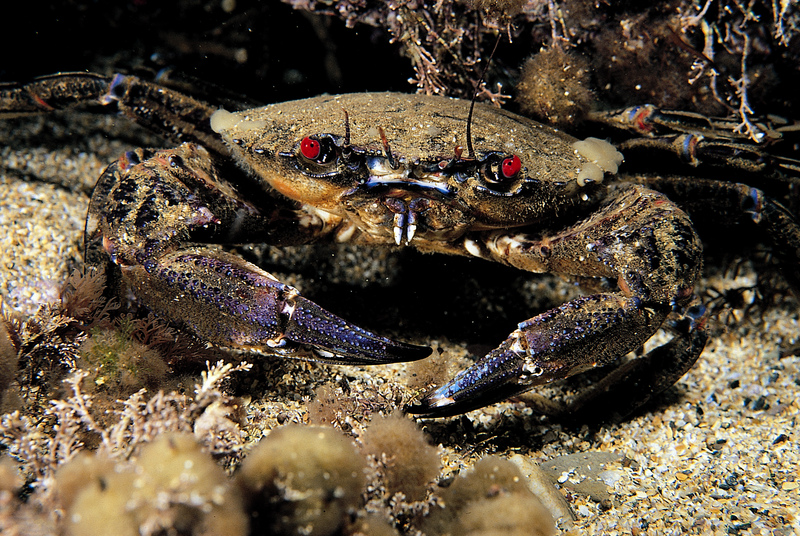 Crab © Paul Naylor