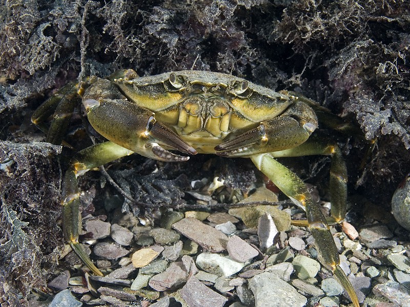 Creature feature: Green Shore Crab