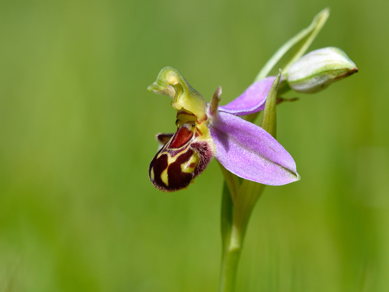 Wild orchids
