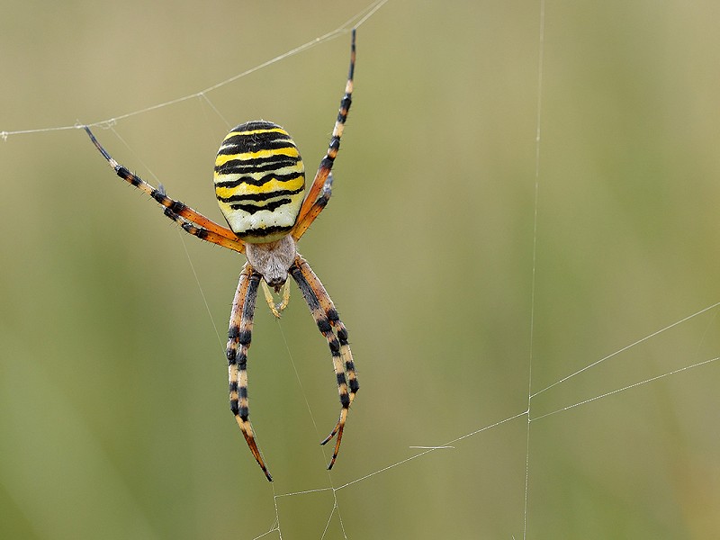 Wildlife Walks, Talks and Courses in September 2019
