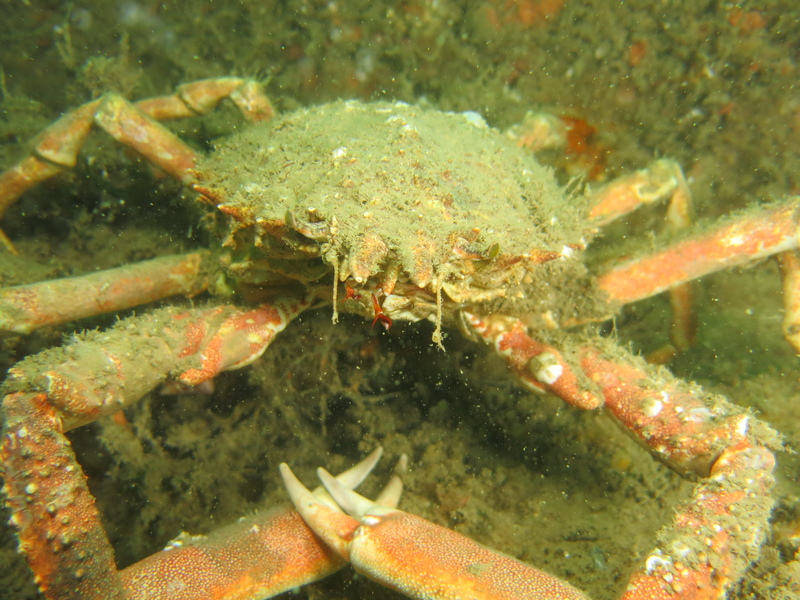 Spider Crab © Francis Jeffcock