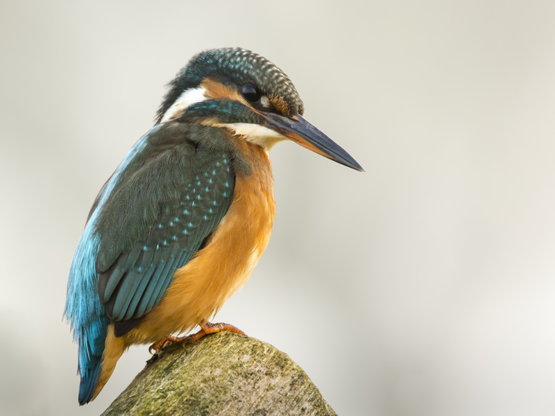 Your special wildlife experiences