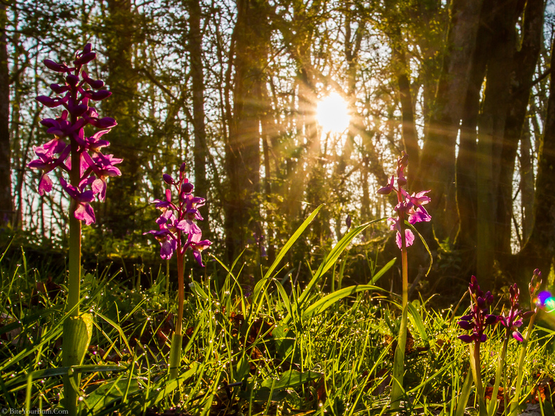 Three nature reserves to visit this spring
