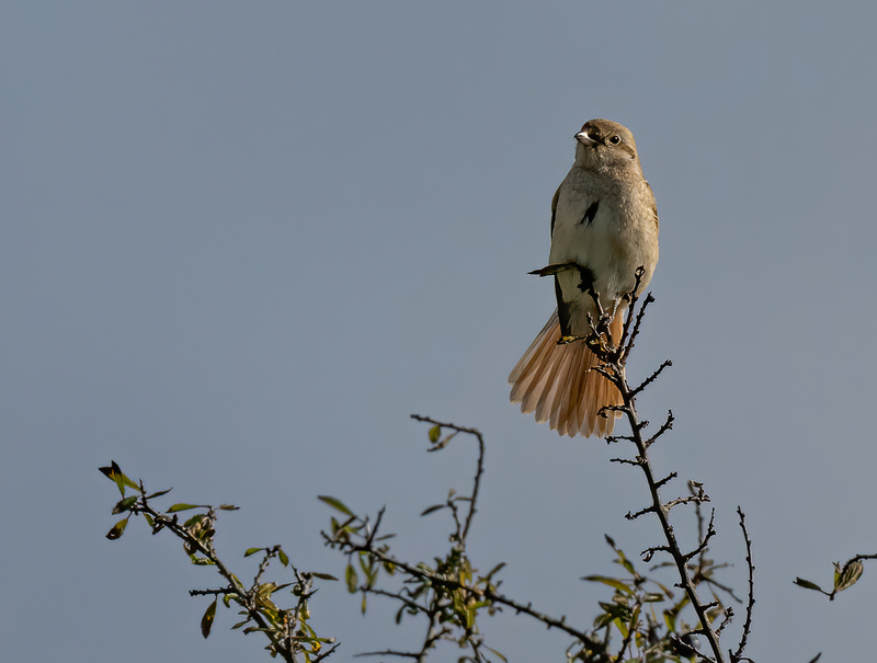 Isabelline / Red-tailed Shrike by Moi Hicks