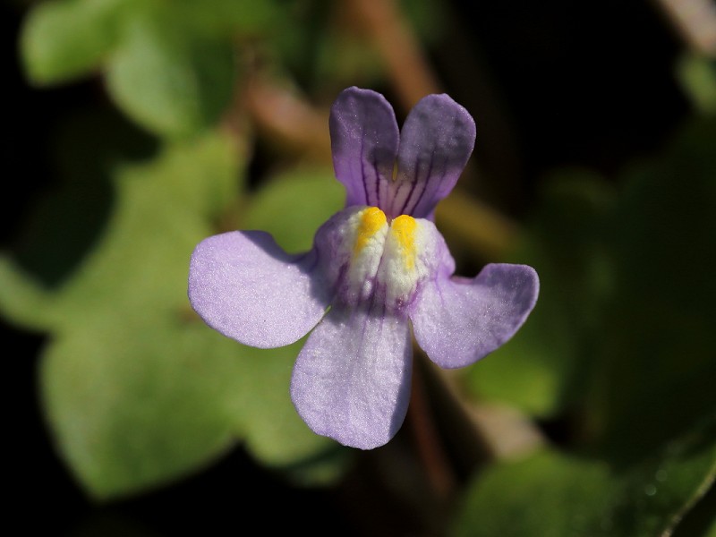 Species of the day: Ivy-leaved Toadflax