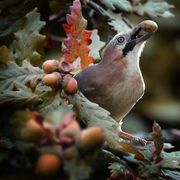 Jay with acorn