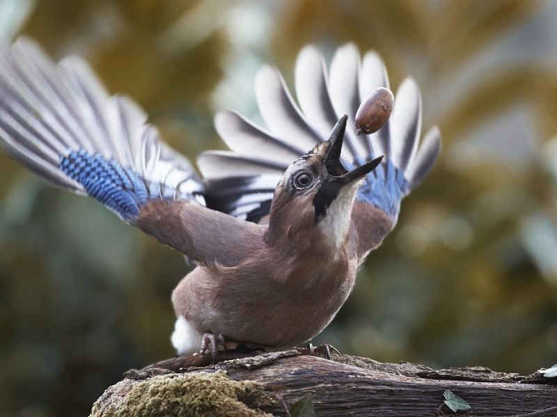 Jay - the flashiest dresser of the corvid family