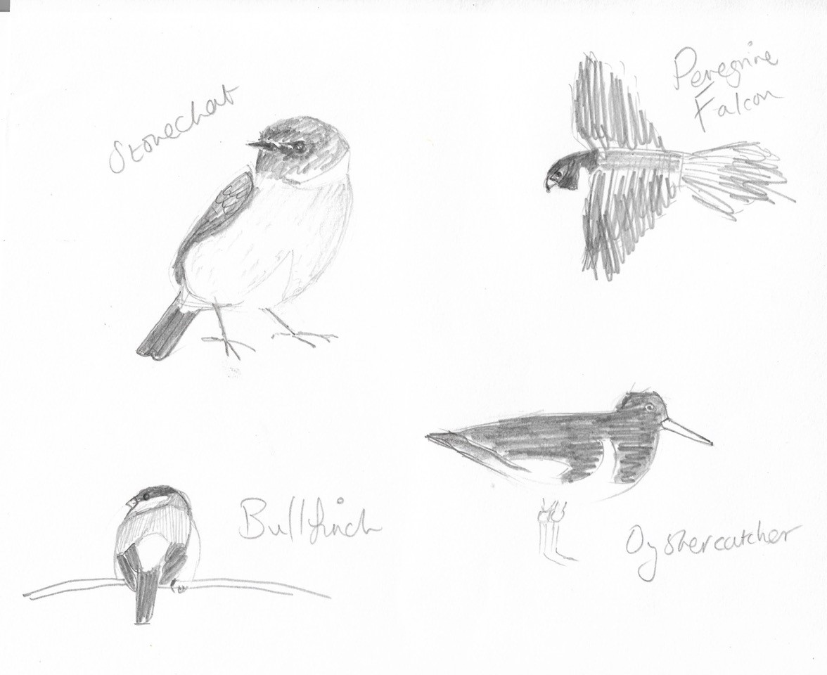 Patterns in nature drawing