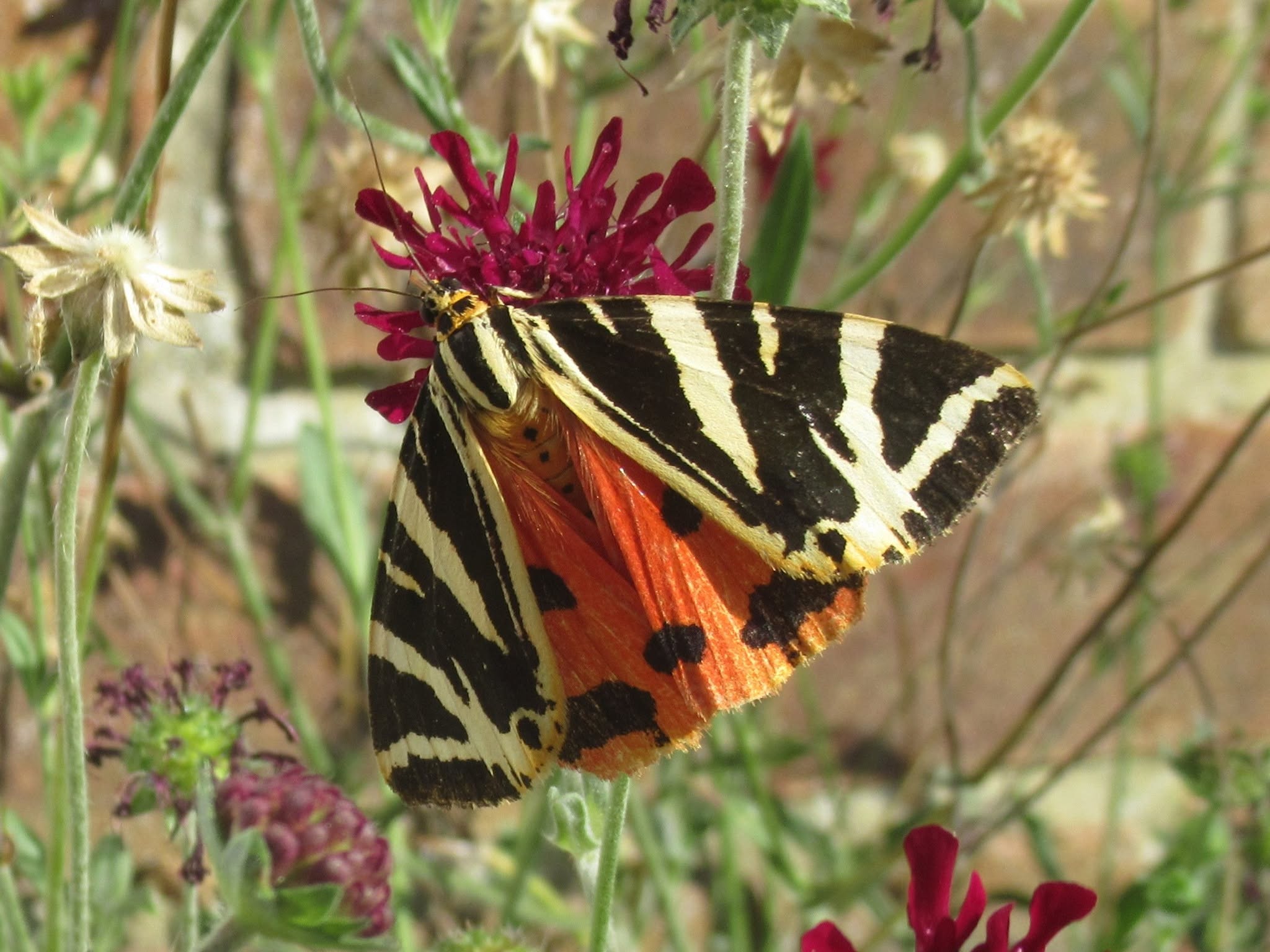 Jersey Tiger © Andy Nash, via Facebook Jersey Tiger © Andy Nash, via Facebook