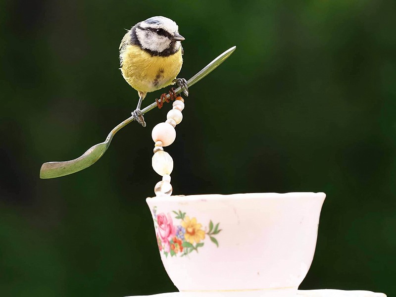 Garden Birdwatching Guide