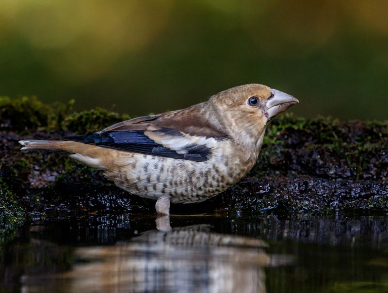 A rare sight in Sussex - a juvenile Hawfinch © Andy Morffew