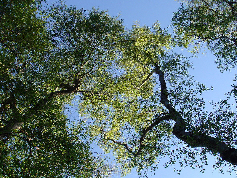 Tell us how nature makes you feel
