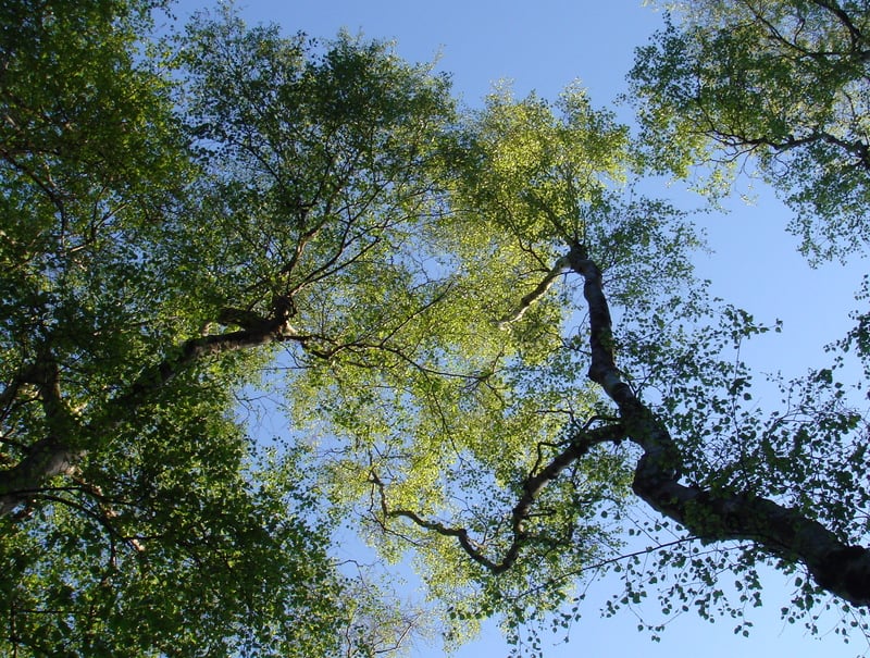 Tell us how nature makes you feel
