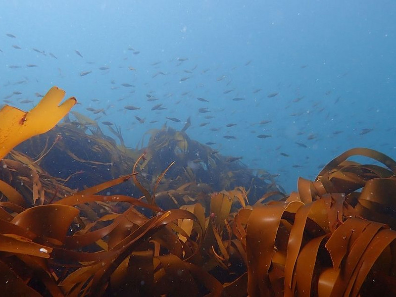 Citizen science for the kelp restoration project