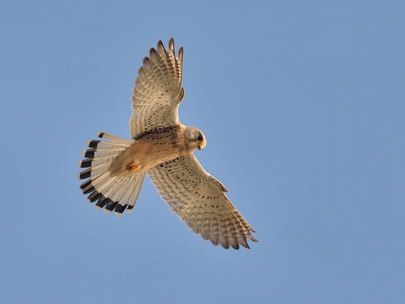 Corona Wildlife Diary: Day Fifty-five