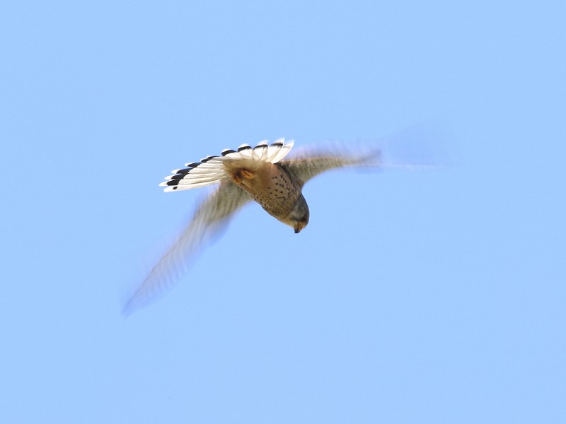 Species of the day: Kestrel