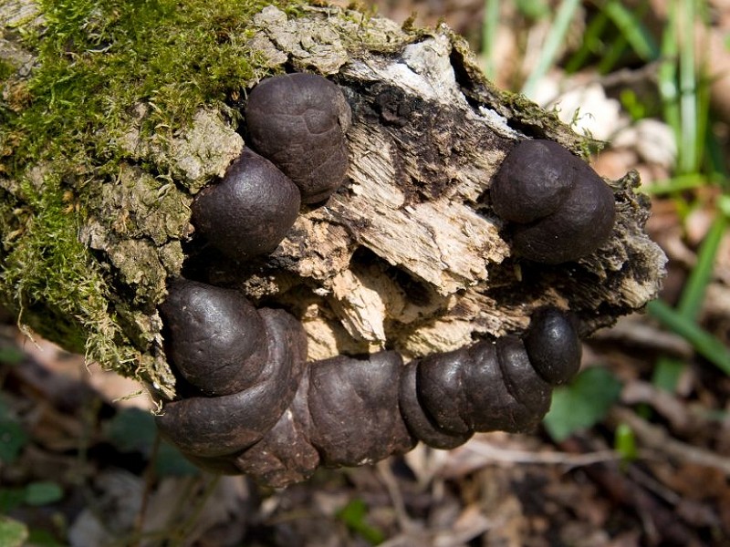 Species of the day: King Alfred's Cakes