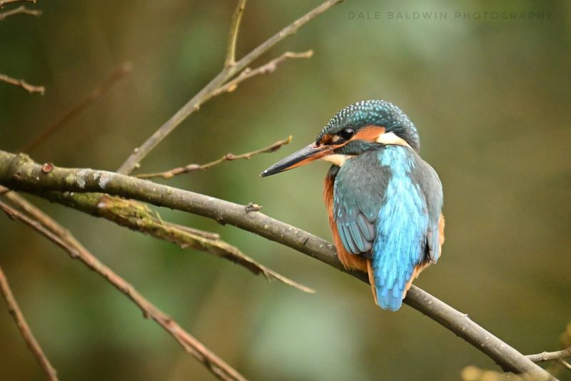 Kingfisher by Dale Baldwin
