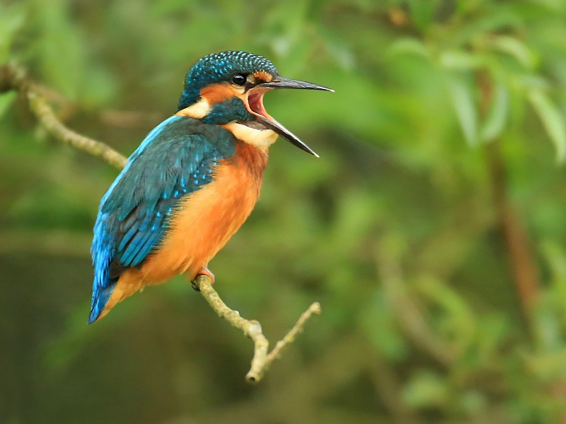 Kingfisher