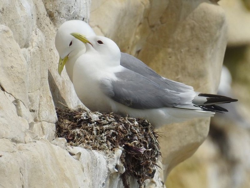The amazingly oceanic Kittiwake