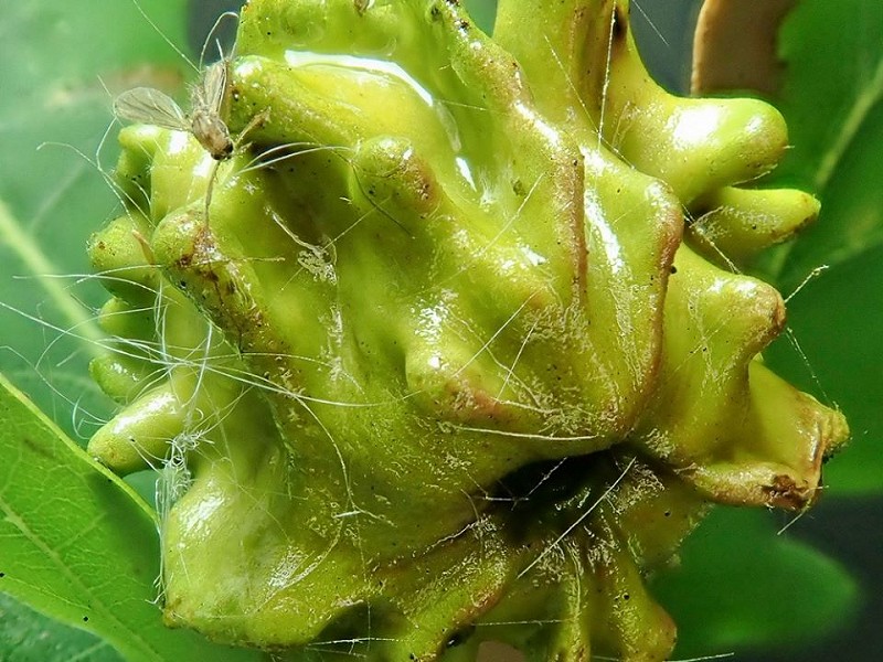 Oak trees and Knopper Galls