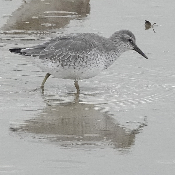 January 2020 - Rye Harbour wildlife