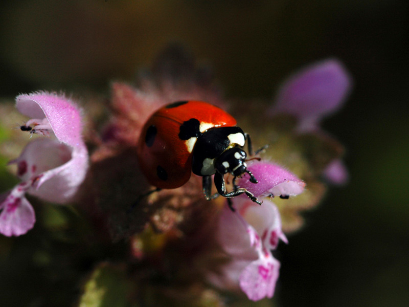 How to spot a Ladybird