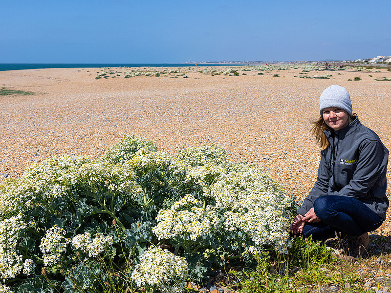 Living on the edge: Vegetated Shingle