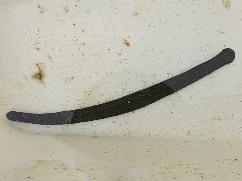 What lurks in the shallows