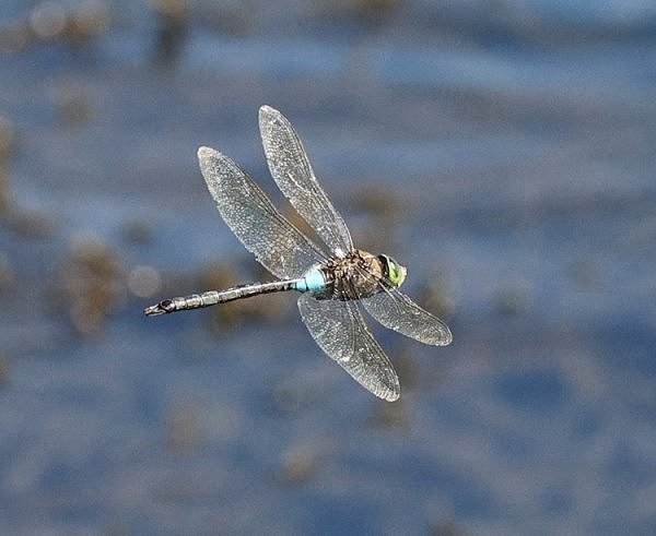 Rye Harbour Nature Reserve sightings - August 2022