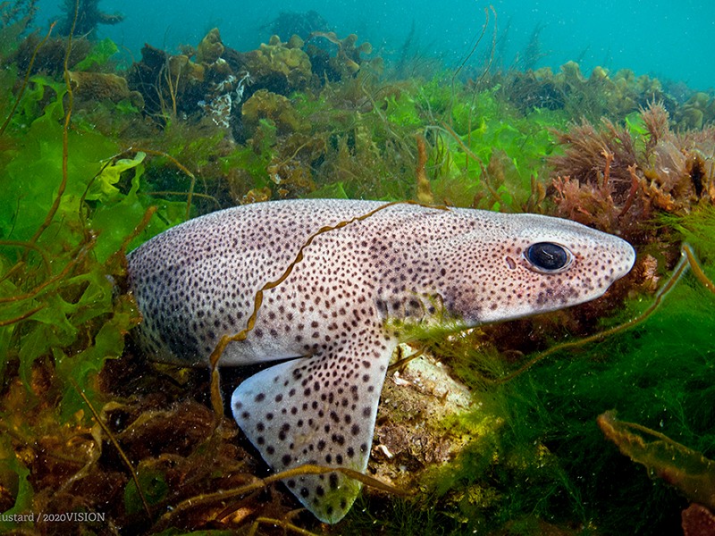 Review of Highly Protected Marine Areas published today
