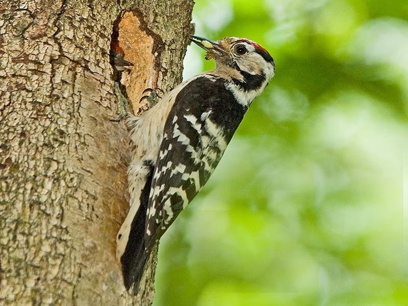 Talk on British Owls and Woodpeckers