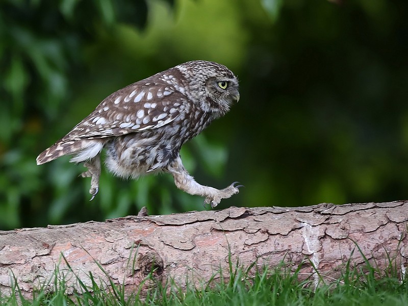 Walk for wildlife this autumn