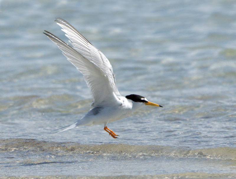 Little Tern © Hugh Clark FRPS