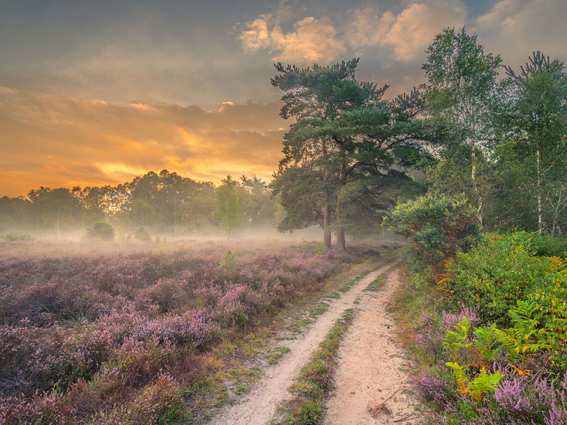 Magical heathland dawn wins photo competition