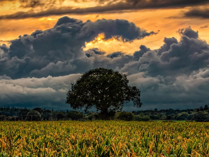 RSPB and Wildlife Trusts warn of 'perfect storm' for nature
